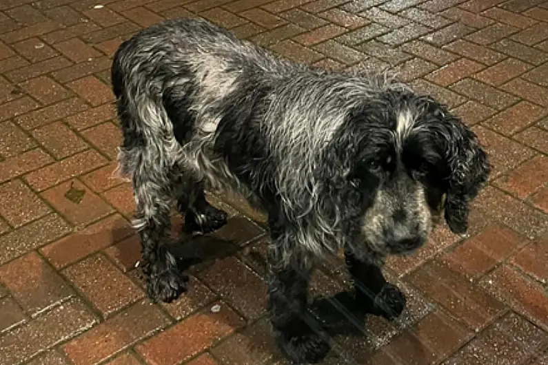 Sadness in Ballymahon on passing of well-loved local dog