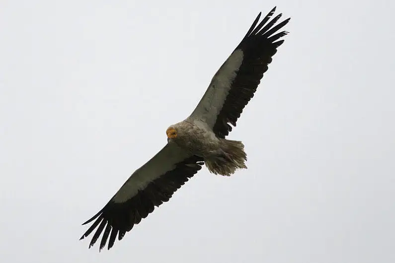 Second sighting of Rare Egyptian vulture in County Roscommon