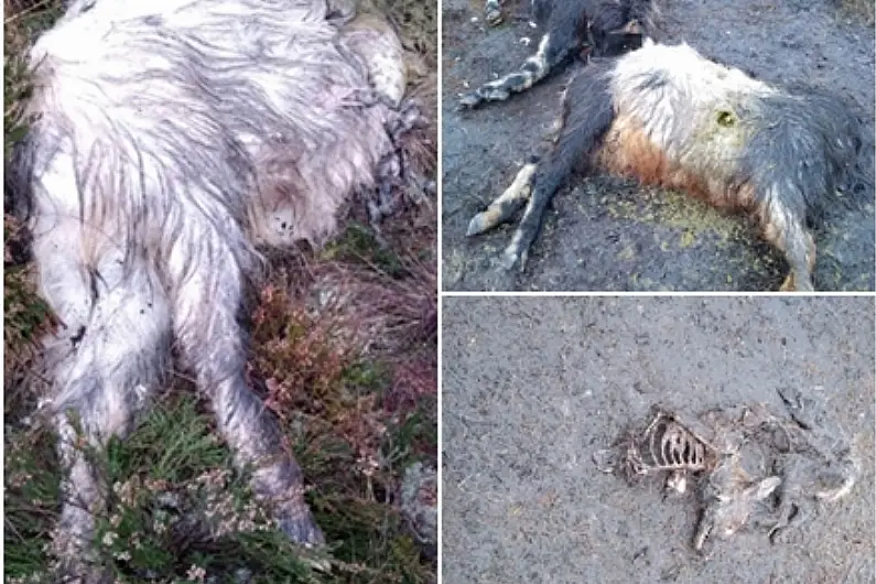 Call for night poaching crackdown after animal carcasses dumped in Roscommon