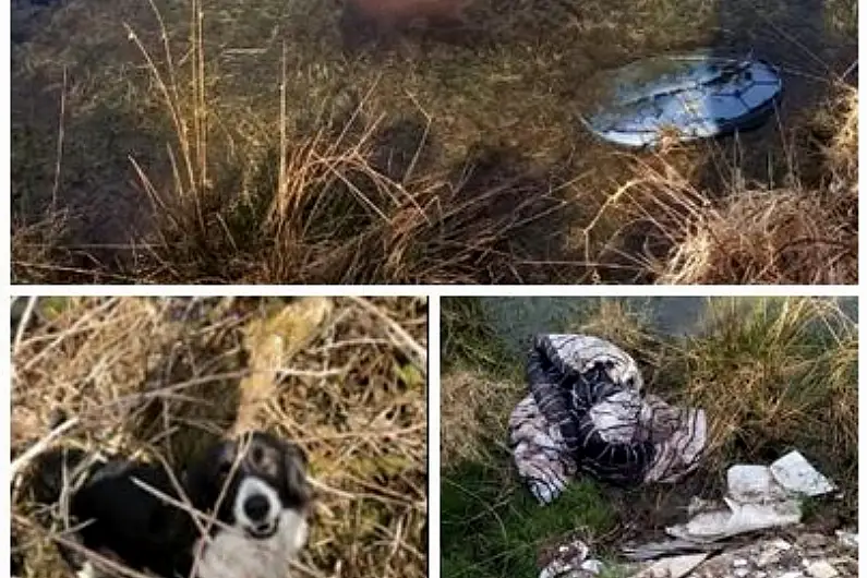 Animal charity horrified as distressed dog dumped in Roscommon bog