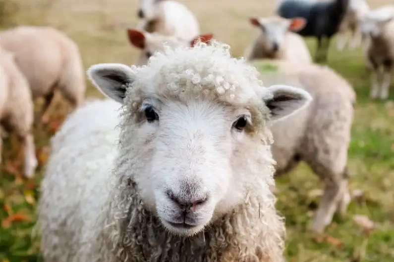 Warning over dumping of livestock after sheep carcasses found in Roscommon