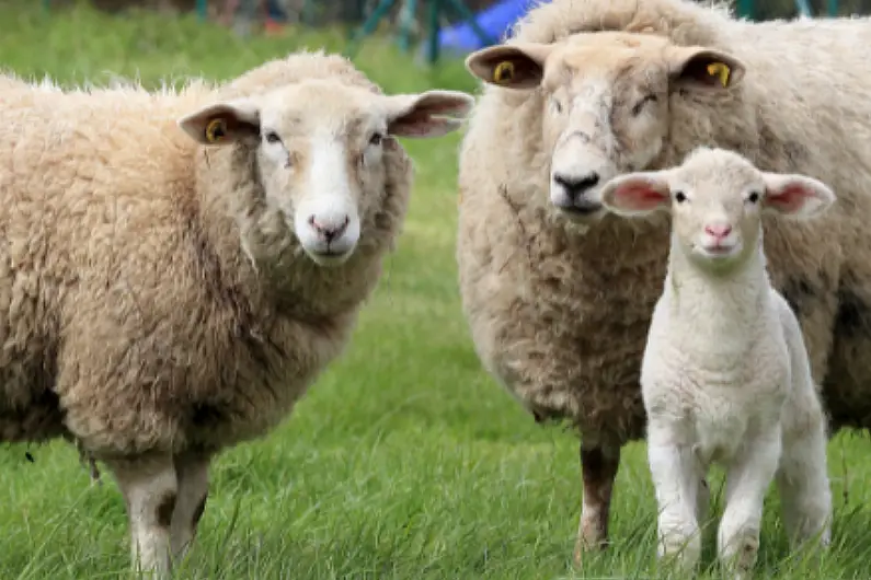 Call for local farmers to attend Roscommon sheep protest