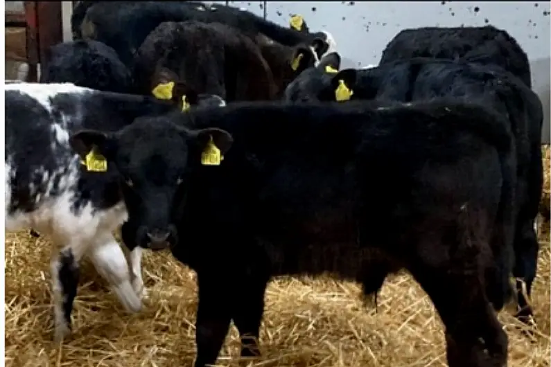 Roscommon farmer shaken and concerned after theft of calves