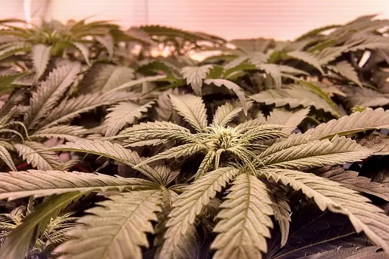 &euro;20,000 worth of cannabis plants discovered in Longford