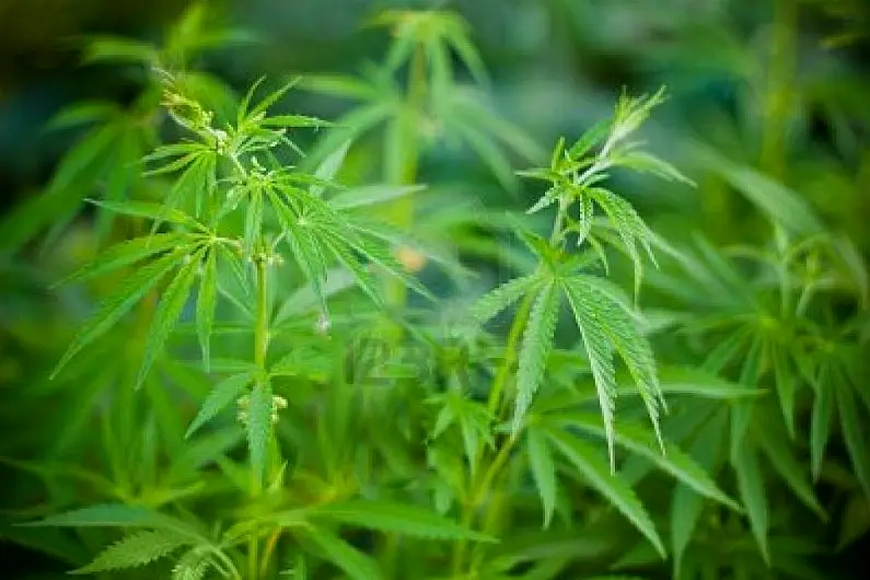 Cannabis Decriminalisation Bill to be moved in Dail today