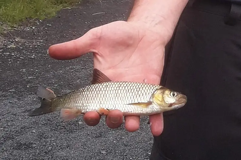 Invasive fish species discovered in Longford river.