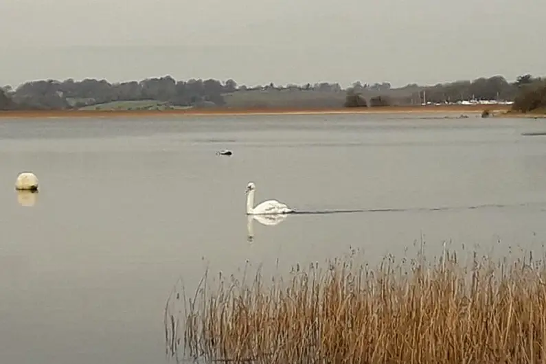 Roscommon and Galway has the highest numbers of whooper swans according to the latest swan census.