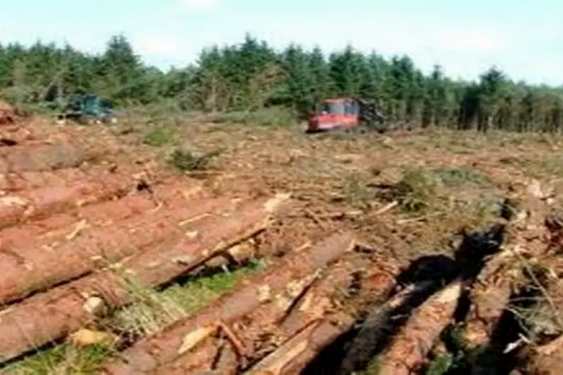 Almost 200 forestry felling licences awaiting approval locally