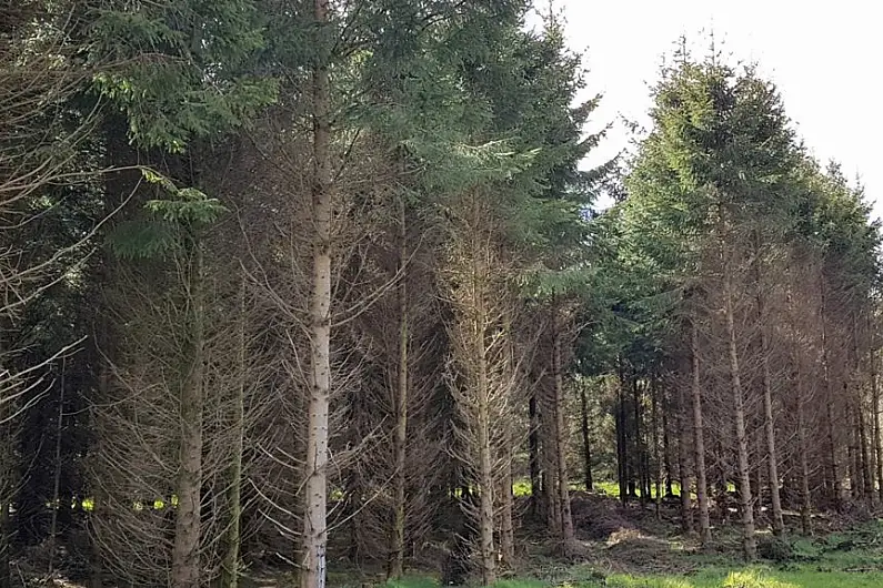 CSO finds level of afforestation in Roscommon last year 'significant'