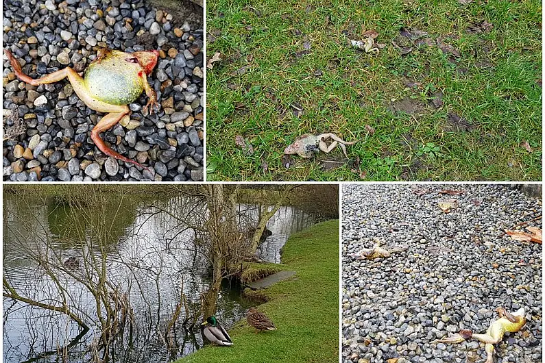 PICS: Mystery as bodies of dead frogs discovered at Longford's Mall park