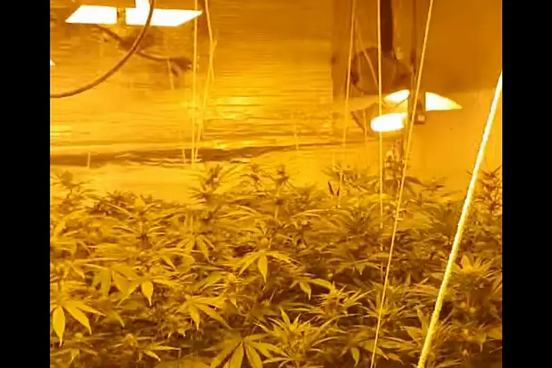 Gardai appeal for information after 58,000 euro of suspected cannabis uncovered in Dromahair growhouse