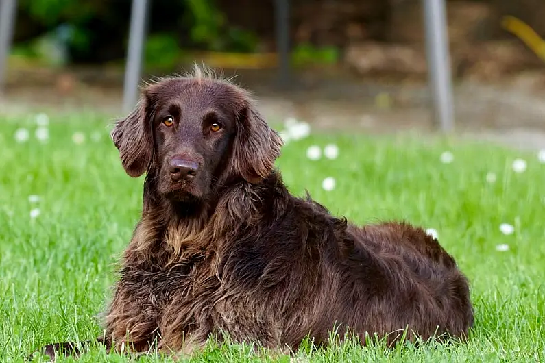 Longford dog warden urges owners to keep pets on leashes in public