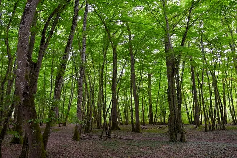 Leitrim forest cover dropped by almost a half last year