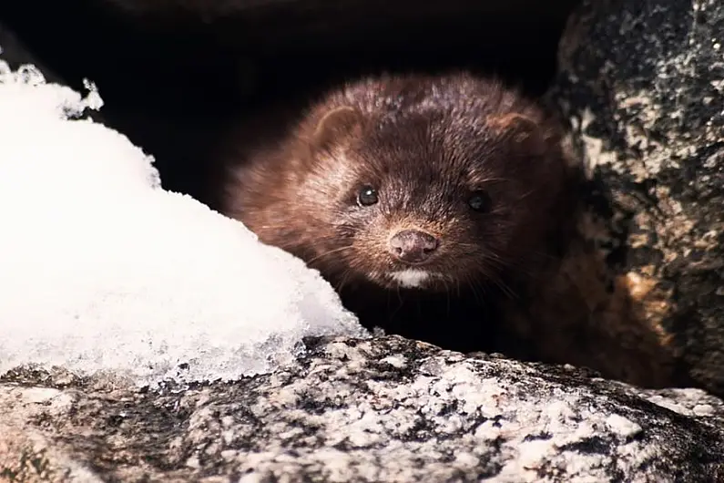 Roscommon Galway TD Michael Fitzmaurice calls for eradication of wild mink in tandem with farm cull