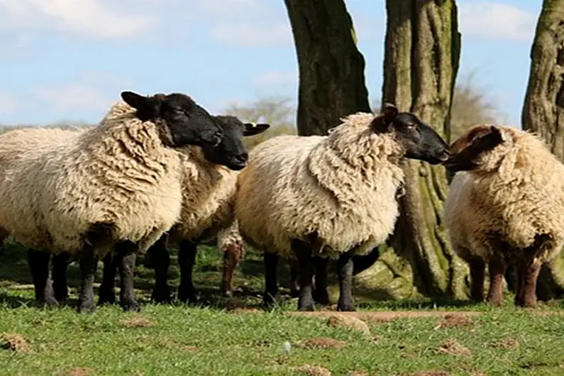 Calls for rescue packages for sheep sector from Brexit reserve fund