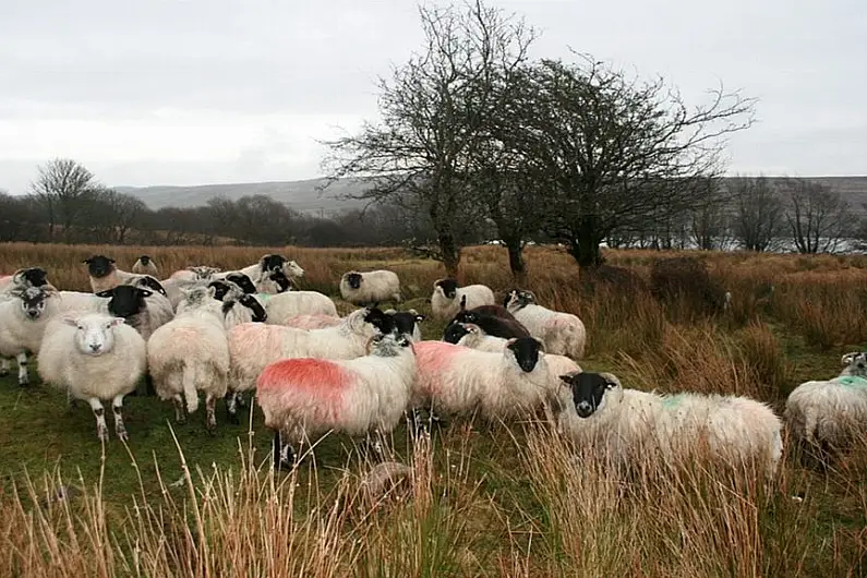 16 sheep killed in Wicklow dog attack