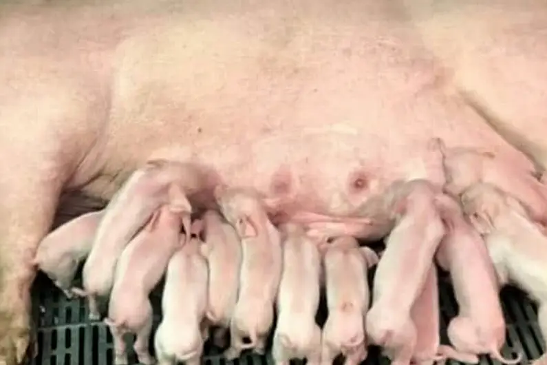 Local pig farmers warn industry will fail without price increases